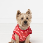 Mens Knit PJs and Doggy Vest Bundle Mens Knit PJs and Doggy Vest Bundle